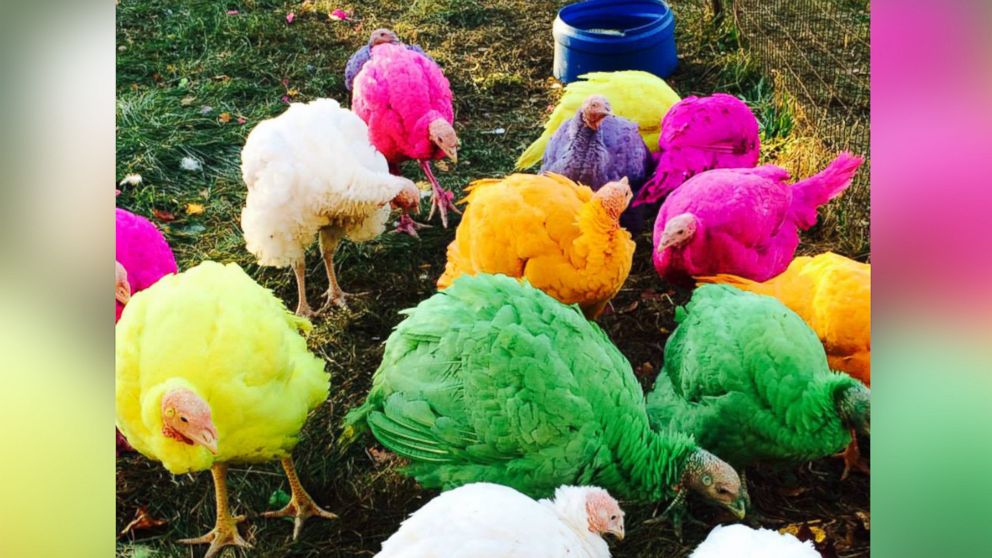 Gozzi's Turkey Farm in Guilford, Conn., is famous for its display of colored turkeys during the holiday season.