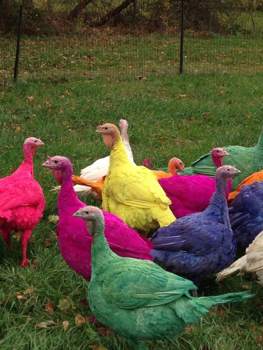 PHOTO: Gozzi's Turkey Farm in Guilford, Conn., is famous for its display of colored turkeys during the holiday season.
