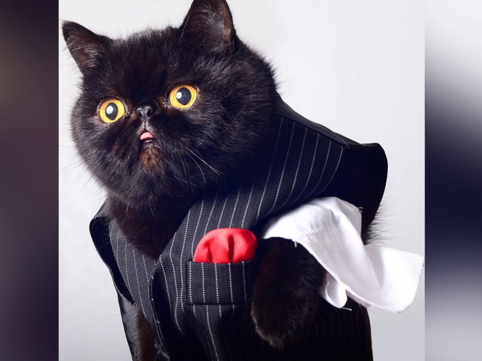 PHOTO: Willow the black cat is rocking Halloween with daily Instagram costumes.
