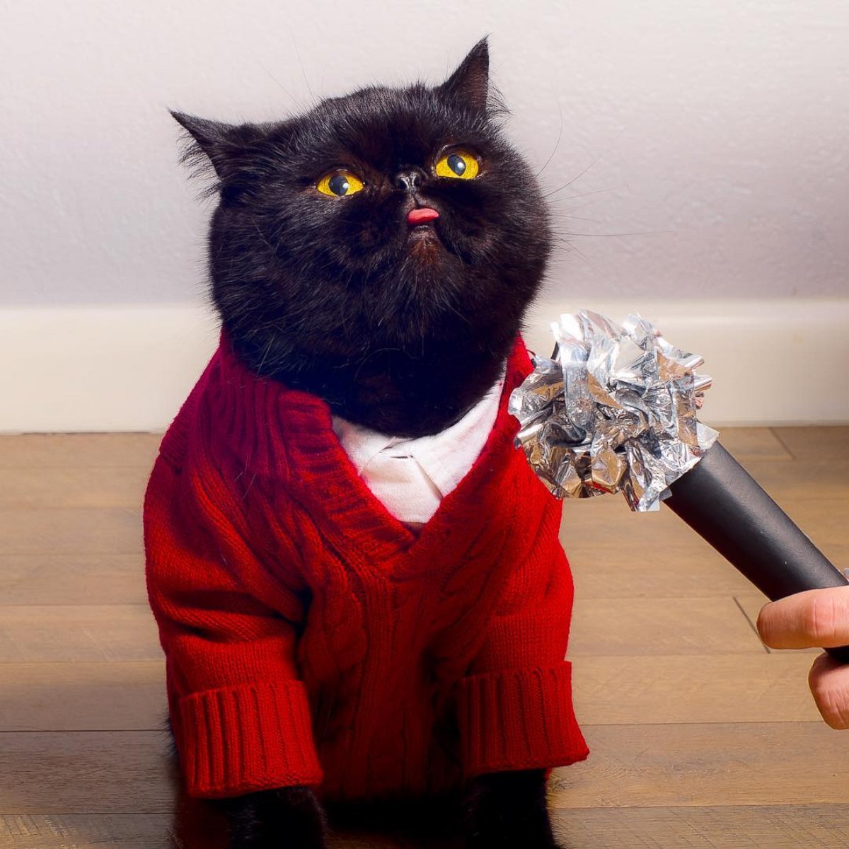 PHOTO: Willow the black cat is rocking Halloween with daily Instagram costumes.