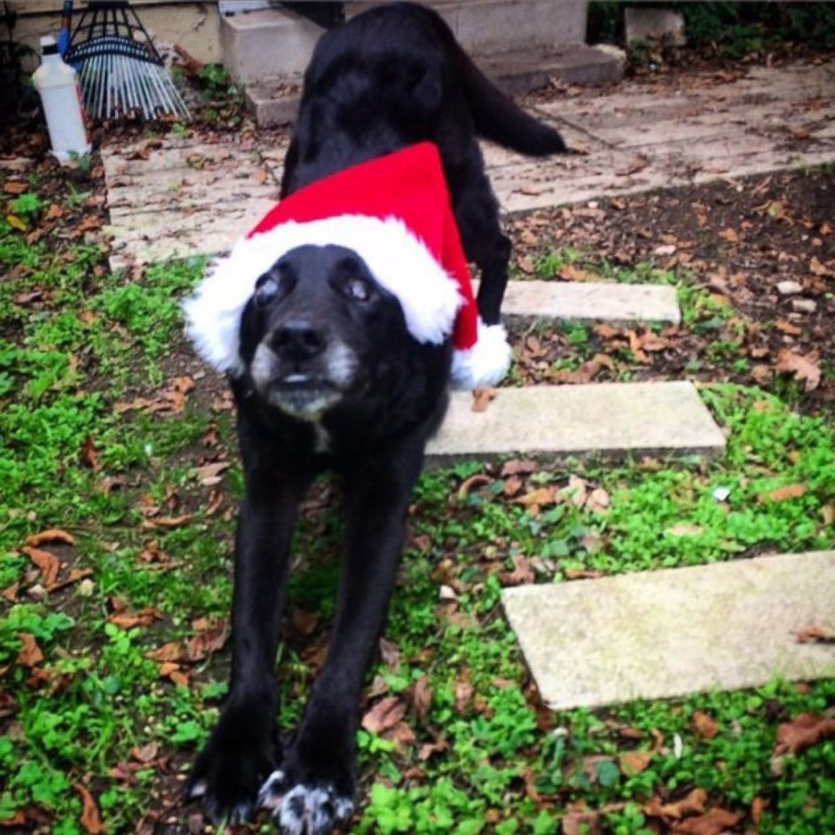 PHOTO: This is Blackie's first Christmas with a real family. 