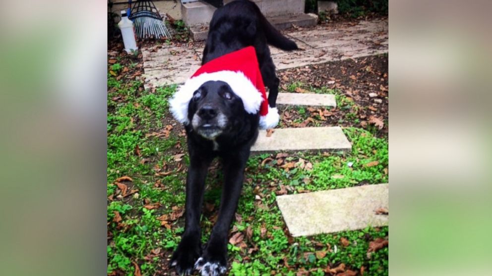 PHOTO: This is Blackie's first Christmas with a real family. 