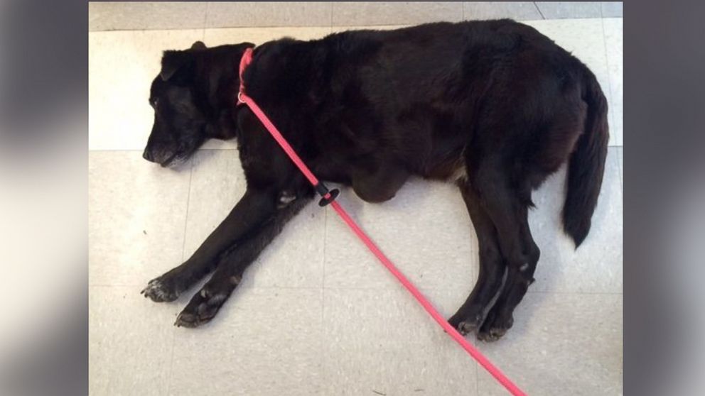 PHOTO: This photo shows Blackie when he arrived at Austin Animal Center.