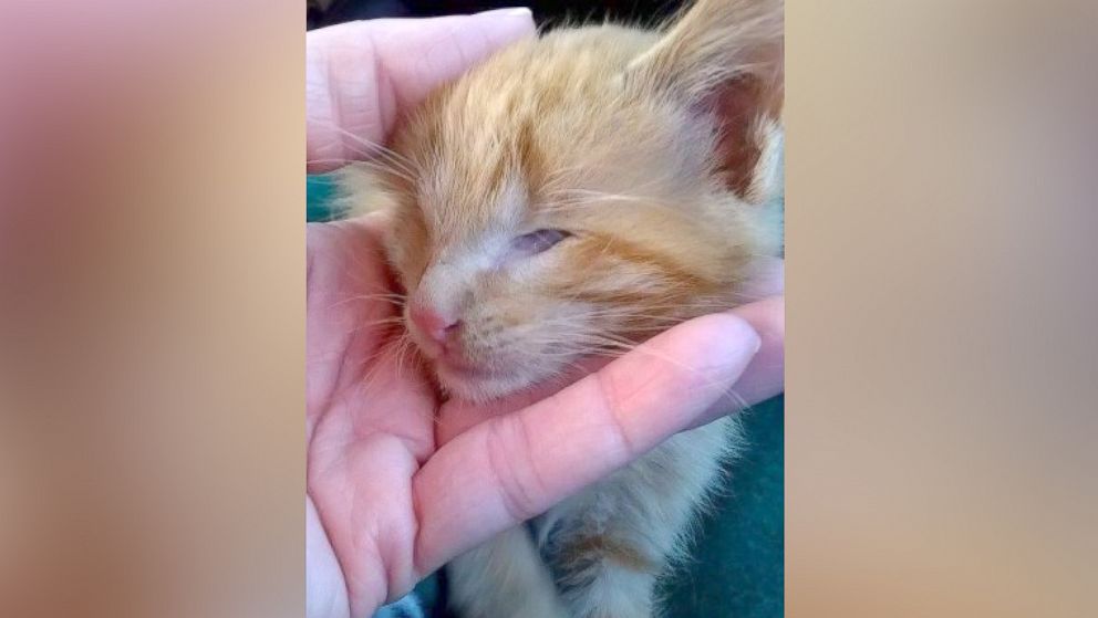Adorable Kitten Born Without Eyes Gets Another Chance - ABC News