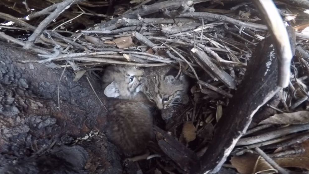 PHOTO: Bobcat Kittens are seen in Santa Monica Mountains, Calif., April 21, 2016.