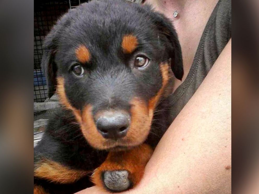 PHOTO: Brutus lost his paws from frostbite when he was just a puppy. 