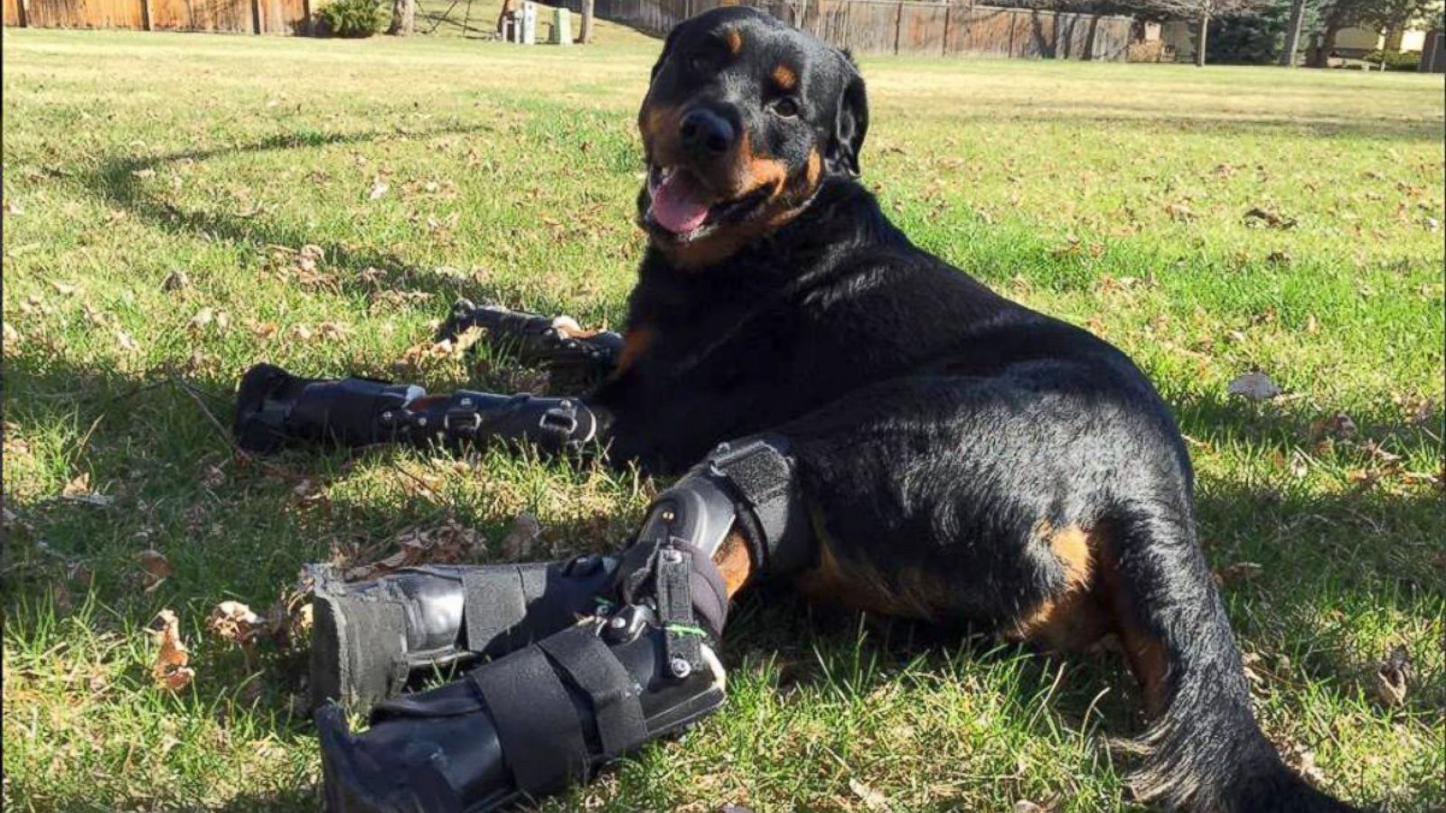 Quadruple Amputee Dog Receives Life-Changing Prosthetics - ABC News