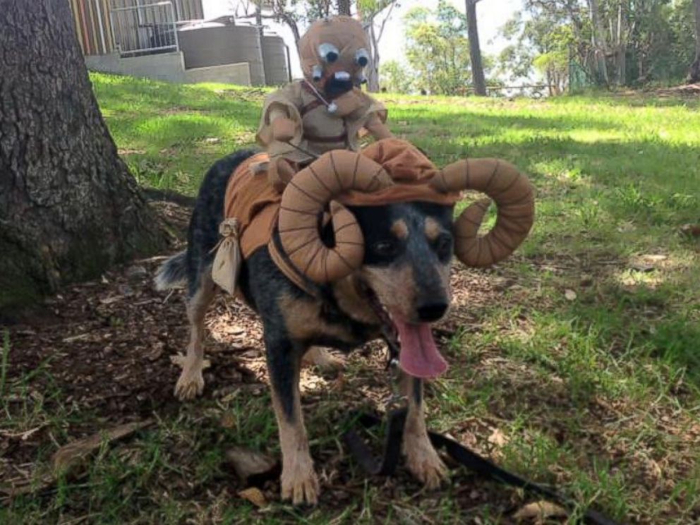 PHOTO: Buddy, an Australian cattle dog from Brisbane, Australia, passed away on March 30, 2016, according to his owner, Emily Mochan, who said she will be fulfilling his final wish on his bucket list to help other animals. 