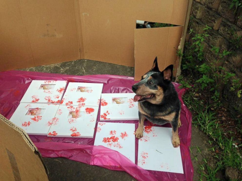 PHOTO: Buddy, an Australian cattle dog from Brisbane, Australia, passed away on March 30, 2016, according to his owner, Emily Mochan, who said she will be fulfilling his final wish on his bucket list to help other animals. 