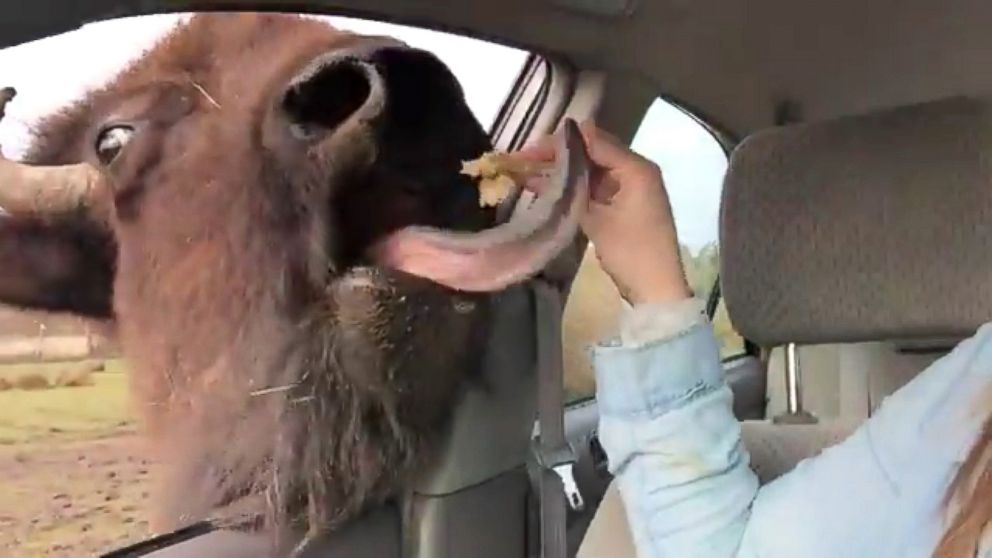 A buffalo stuck its face inside the open car window of a visitor to Washington's Olympic Game Farm.