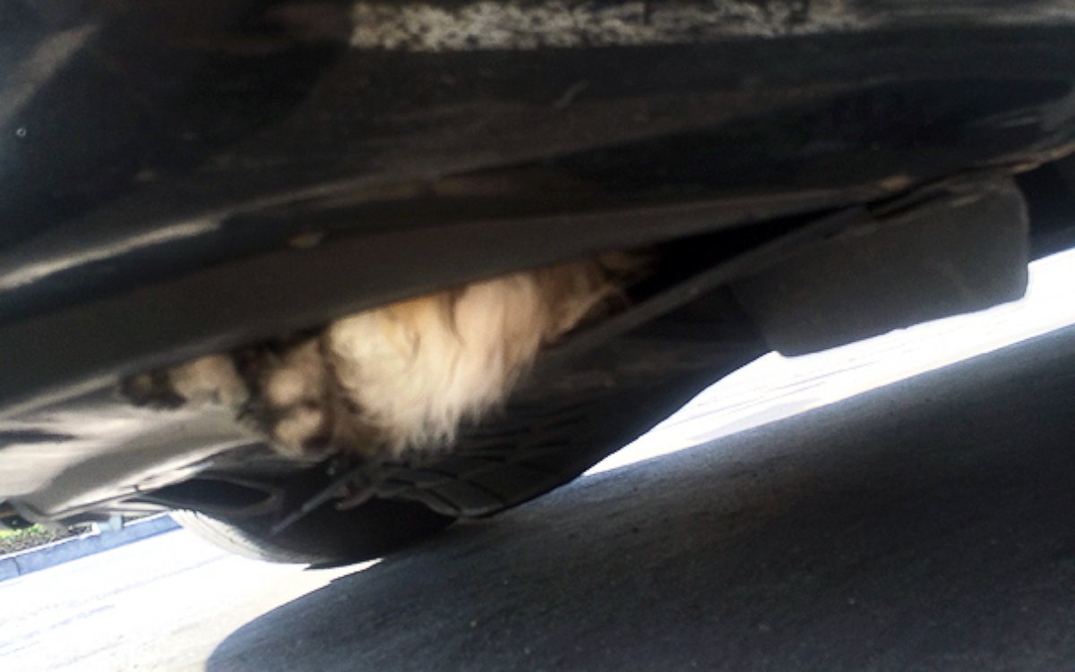 PHOTO: A lucky cat named Lulu survived the road trip of a lifetime, stuck inside the bumper of a car for 10 miles on a Calif. highway.