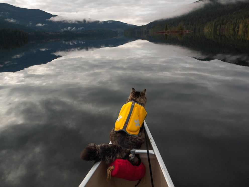 PHOTO: Bolt and Keel are rescue cats who've become Instagram darlings for their adventures in Canada's great outdoors.