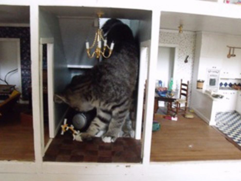 PHOTO: A giant-looking cat, pictured in this undated photo, is actually normal-sized and inside a dollhouse.