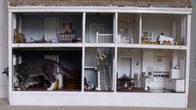 cat doll house