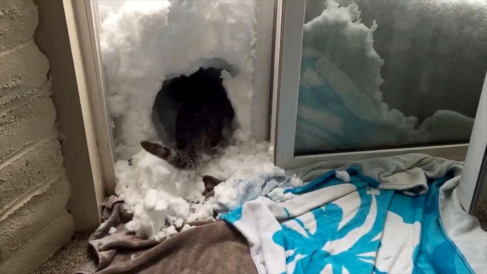 PHOTO: When Colorado got hit with a March blizzard, Boots the cat went to work building a snow igloo. 