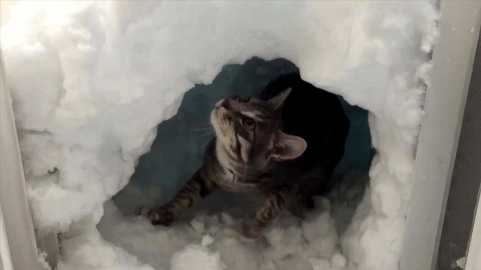VIDEO: Boots the cat dug a hideaway in the snow after a spring blizzard in Colorado.