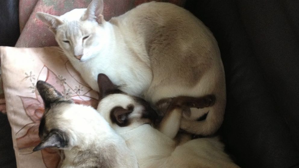 Cupcake, a Siamese cat, survived after being accidentally shipped nearly 300 miles away in a box full of DVDs.