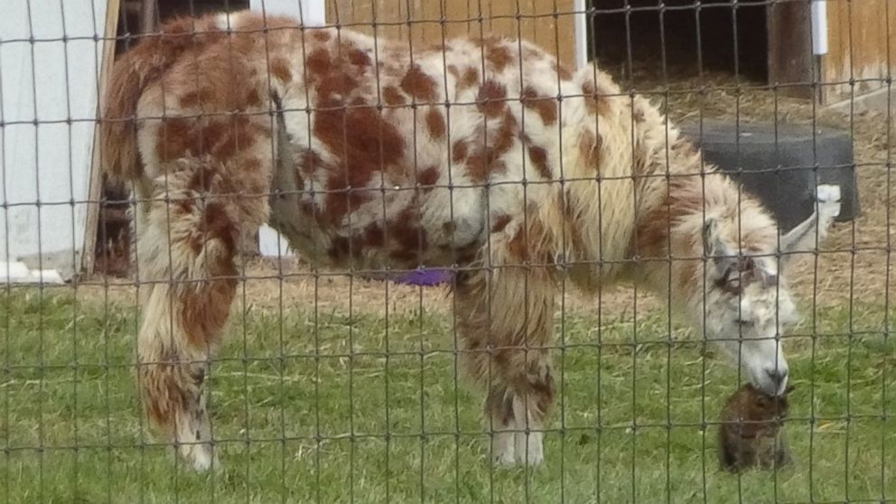 PHOTO: Sparkle the llama and Rosie the cat formed a special bond before being adopted by Farm Animal Rescue of Mifflinburg in Pennsylvania. Hernesh said Sparkle and Rosie nuzzle everyday. 