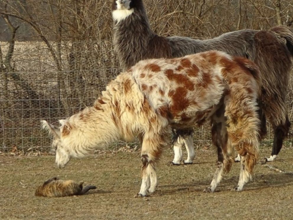 PHOTO: Sparkle the llama and Rosie the cat formed a special bond before being adopted by Farm Animal Rescue of Mifflinburg in Pennsylvania.