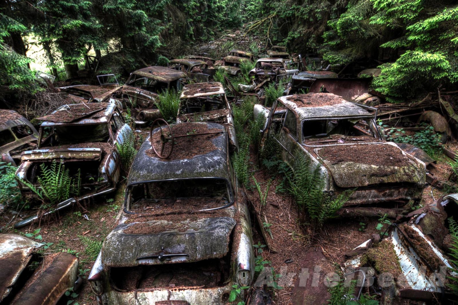 Forest Full Of Abandoned Cars Photos Image 11 Abc News