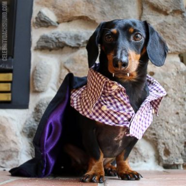 Dachshund dog outlet costumes