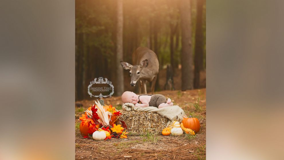 PHOTO: Megan Rion, owner of Imagine That Photography by Megan Rion, photographed Maggie the deer in an infant shoot on October 20. 
