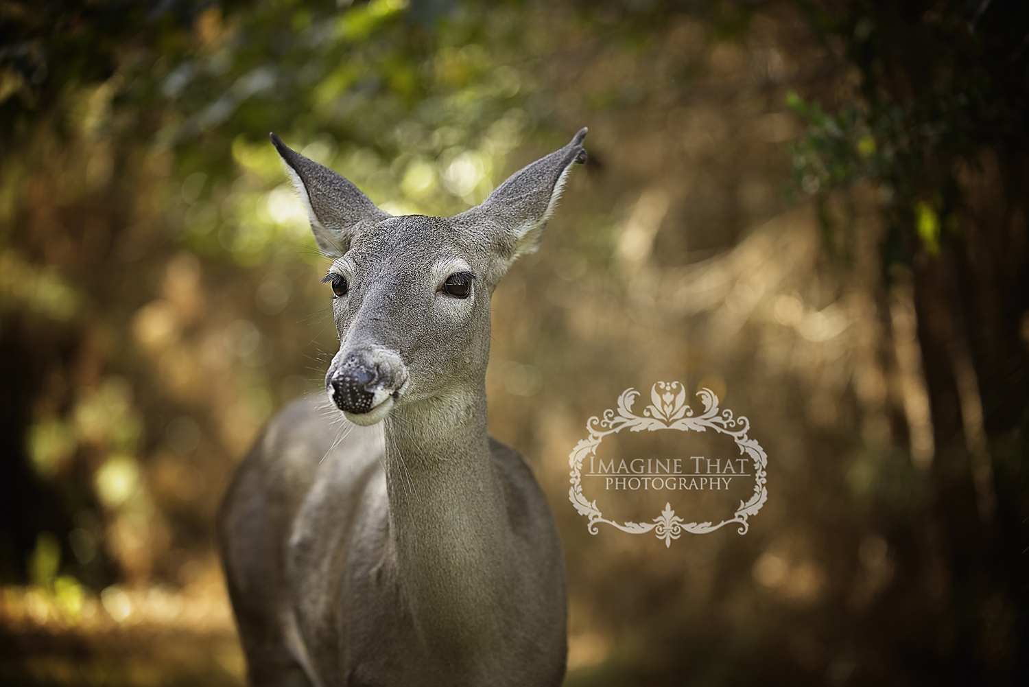 PHOTO: Maggie the deer photobombed one-month-old Connor's shoot in Sam Houston State Park in Louisiana. 