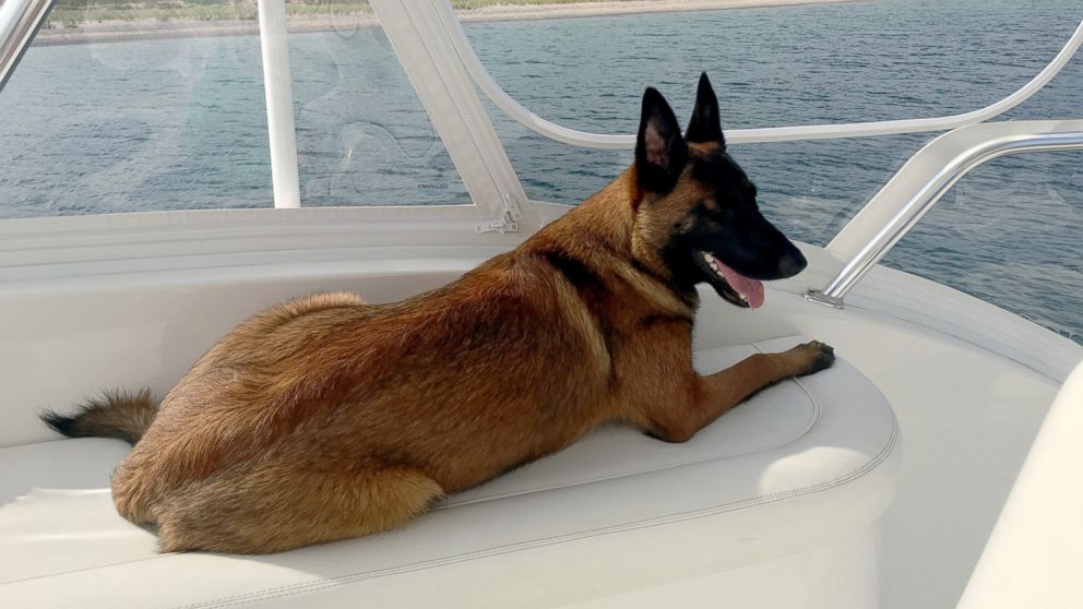 PHOTO: Rylee, a 10-month-old Belgian Malinois, was reunited with her owners on Aug. 29, 2016, after she apparently swam over six miles to shore after falling off a boat in the middle of Lake Michigan on Aug. 28, 2016.