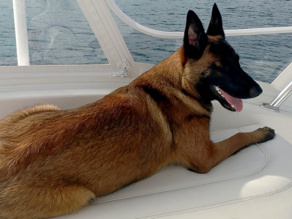 Texas Dog Swims Five Miles Home After Falling Overboard Shrimp Boat