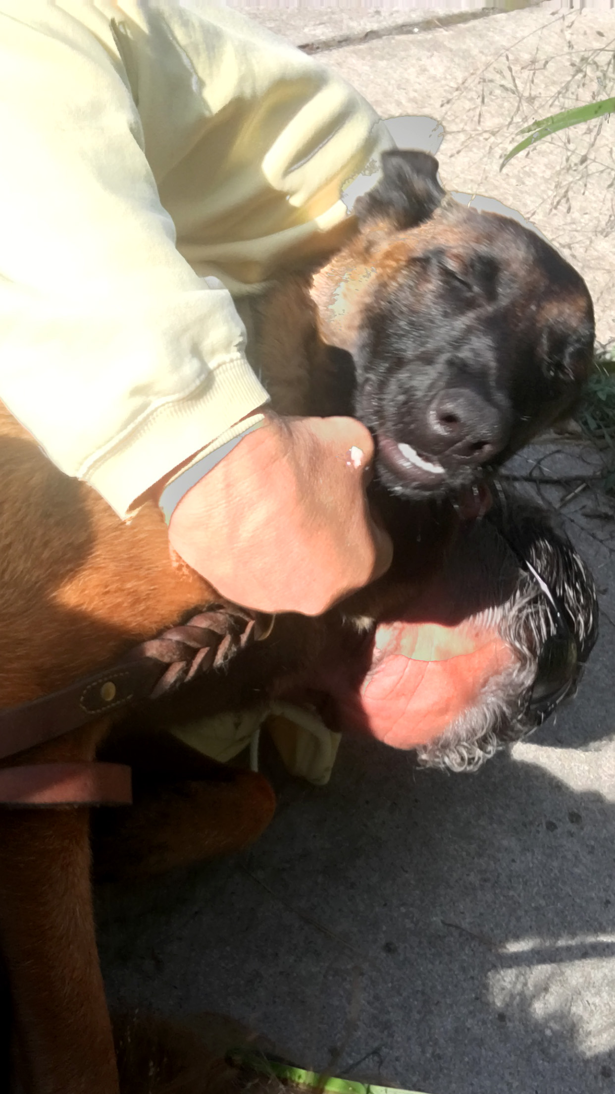 PHOTO: Rylee, a 10-month-old Belgian Malinois, was reunited with her owners on Aug. 29, 2016, after she apparently swam over six miles to shore after falling off a boat in the middle of Lake Michigan on Aug. 28, 2016.