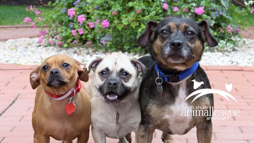 Gma Doggie Adoptathon List Of Participating Shelters Across The Country Abc News