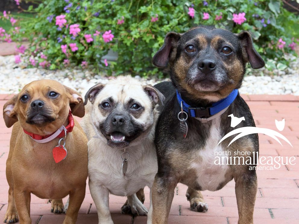 PHOTO: "Good Morning America" teamed up with North Shore Animal League America for our biggest dog adoption event ever with the goal of helping pups across the country find forever homes.
