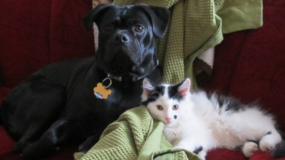 PHOTO: Opie and Roscoe continue to be best friends a year after Opie helped save Roscoe's life.