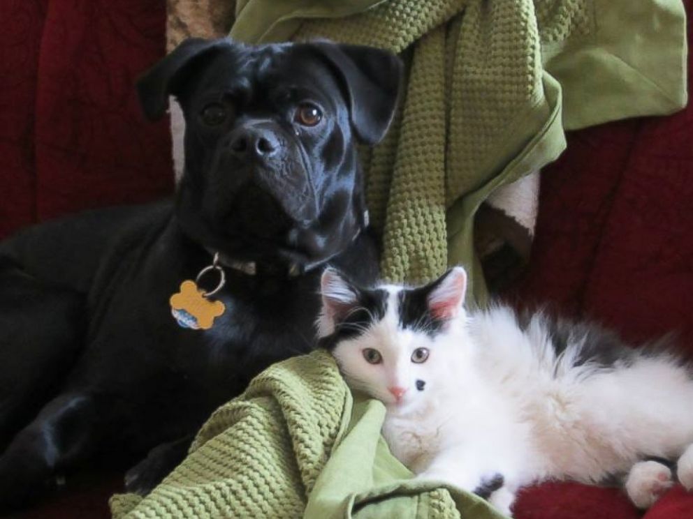 PHOTO: Opie and Roscoe continue to be best friends a year after Opie helped save Roscoe's life.