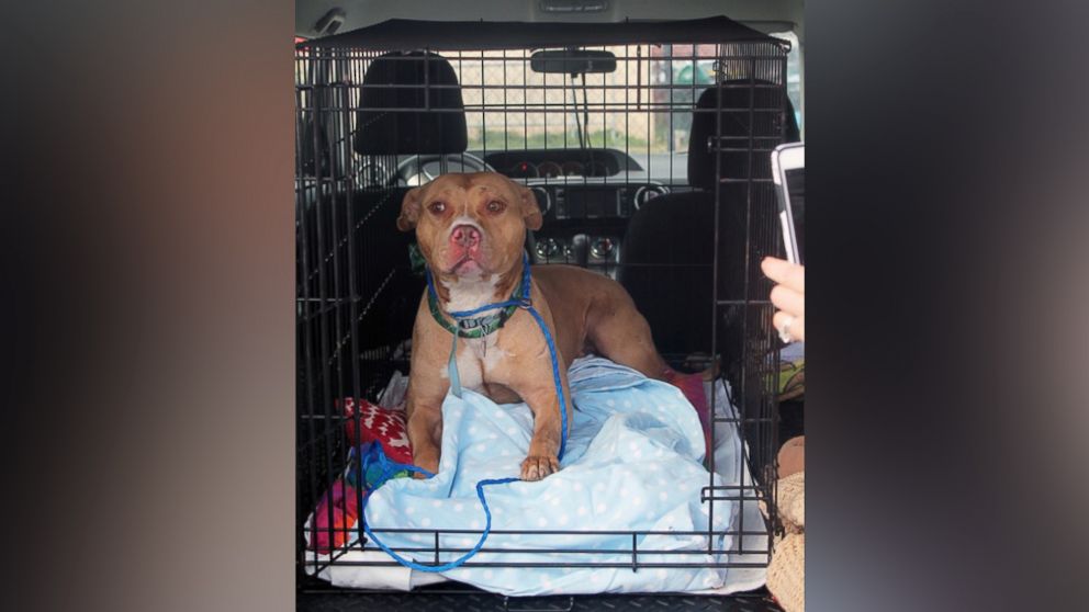PHOTO: March was sent to a no-kill shelter on March 21, 2016, after his story was picked up by local news sites in Philadelphia.