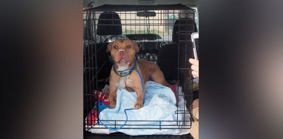 PHOTO: March was sent to a no-kill shelter on March 21, 2016, after his story was picked up by local news sites in Philadelphia.