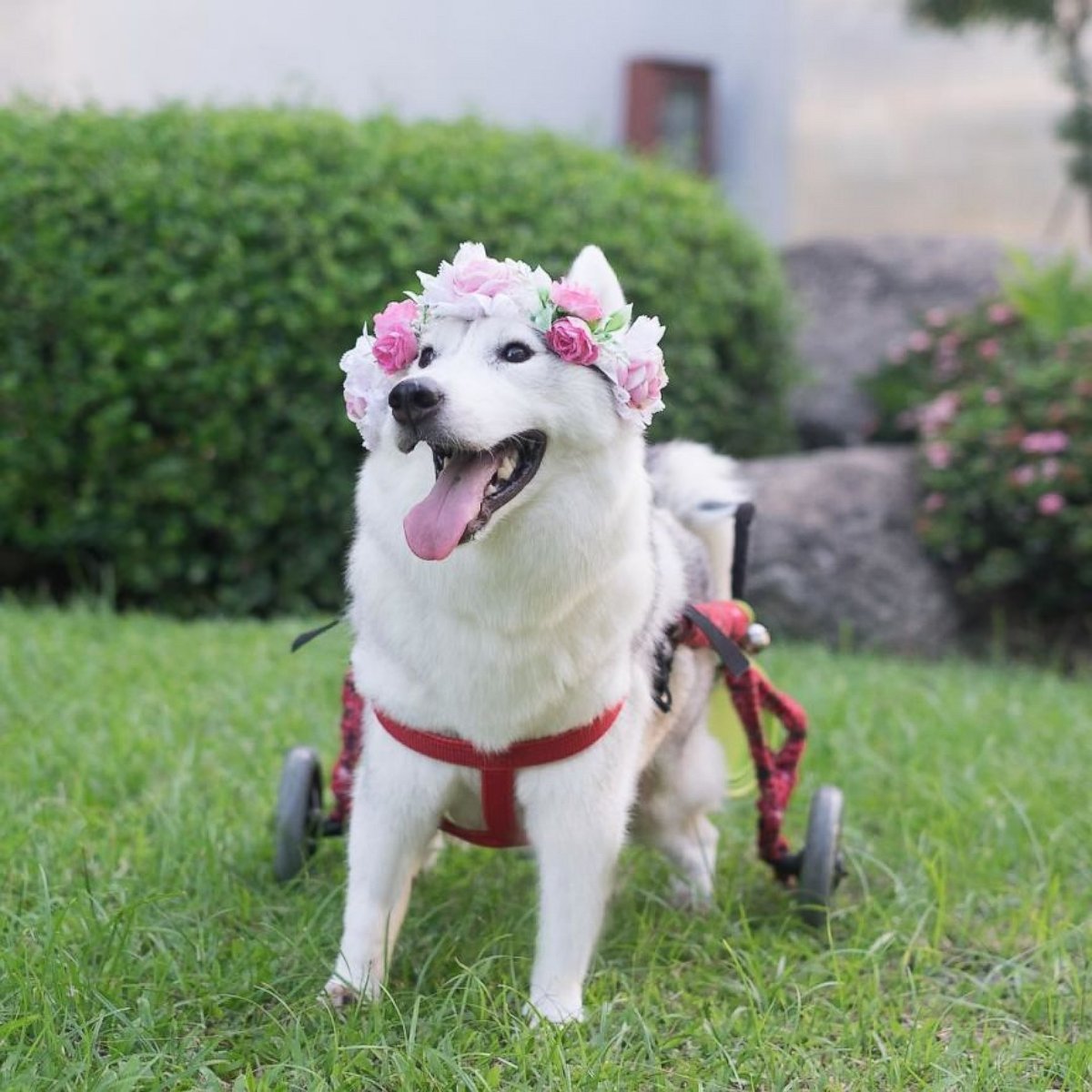 PHOTO: Maya, a 3-year-old Siberian husky born without paws thanks to a genetic disorder, has a second chance at life thanks to her wheelchair.