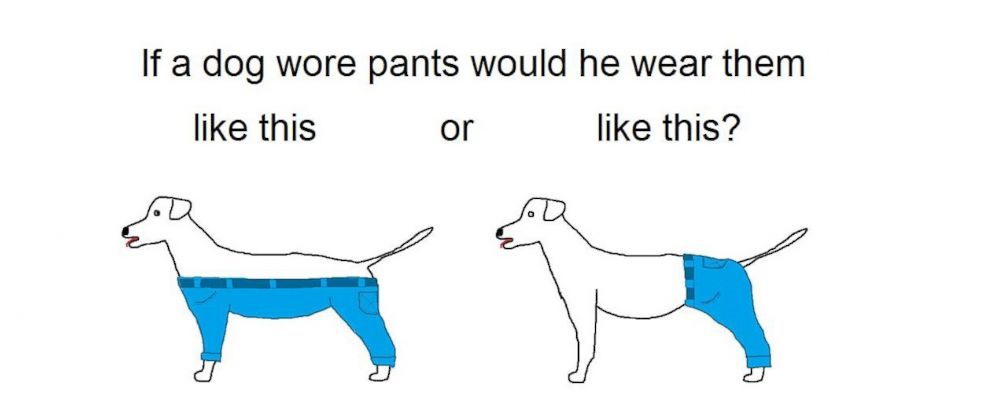 How Would a Dog Wear Pants? It's the Most Important Question on the ...