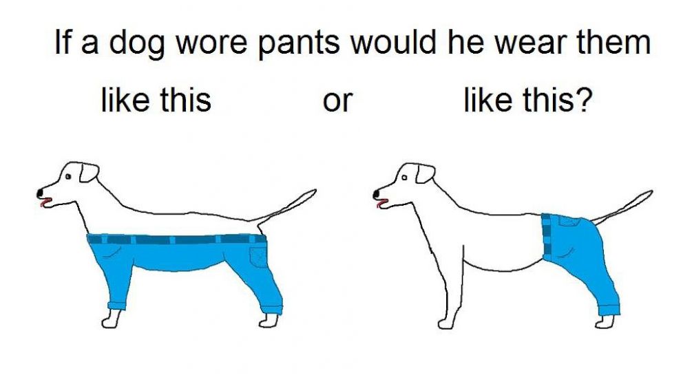 do dogs enjoy wearing clothes