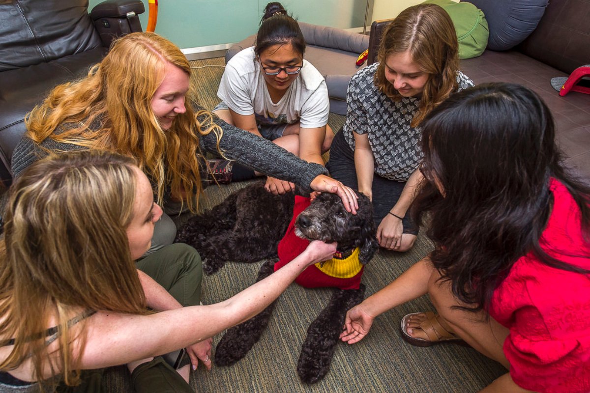 Two-year-old black goldendoodle Professor Beauregard Tirebiter if the first full-time university faculty dog in the U.S., according to the Office for Wellness and Health Promotion at University of Southern California's Engemann Student Health Center.