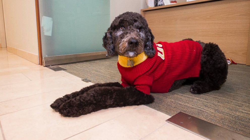 VIDEO: The two-year-old goldendoodle will help students deal with anxiety and stress as the newest staff member at USC's health center.