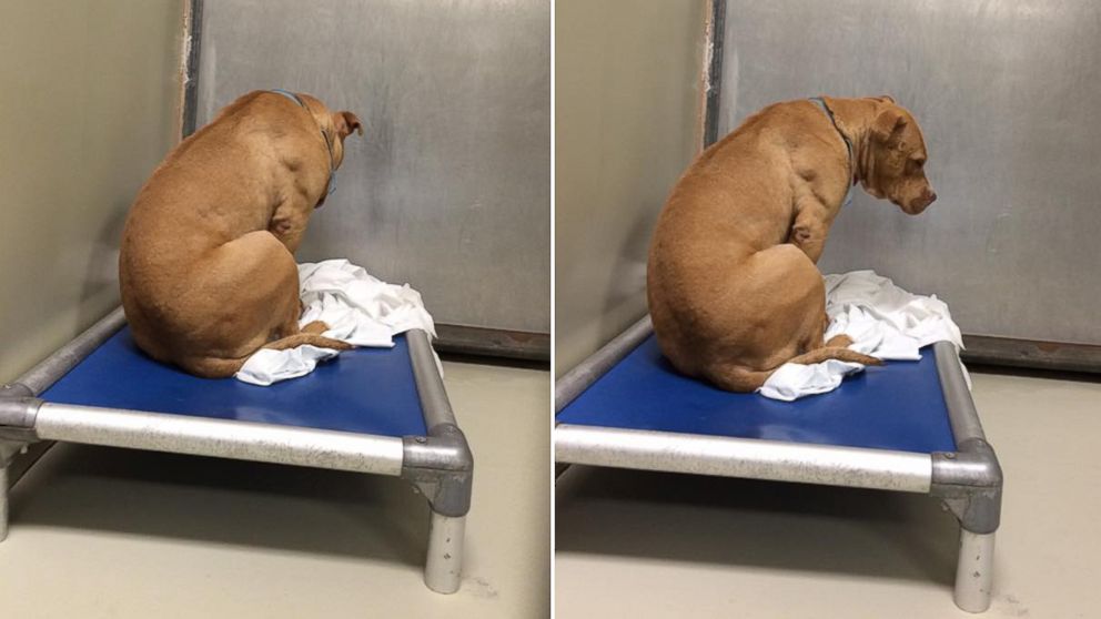 sad dog in shelter