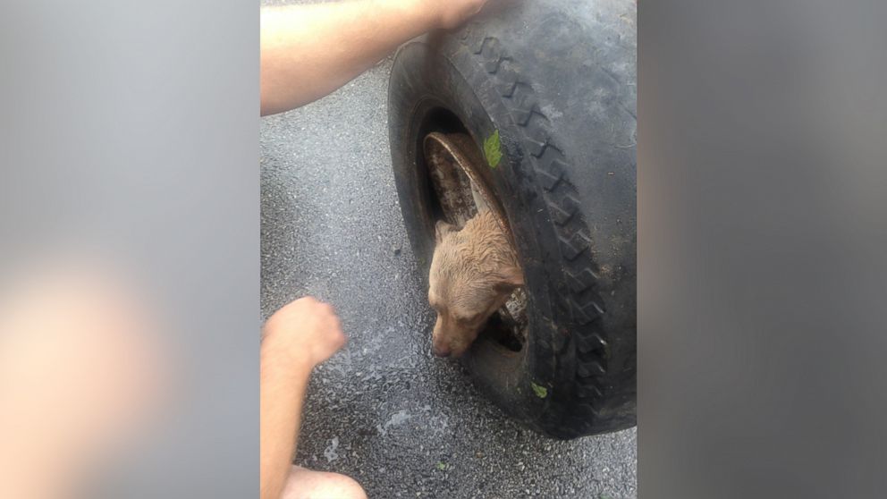 Indianapolis Fire Department posted this photo to Facebook. Indianapolis Firefighters from Stations 5 and 14 rescued a dog this evening after the animal got its head stuck in the rim of a tire, July 17, 2015.