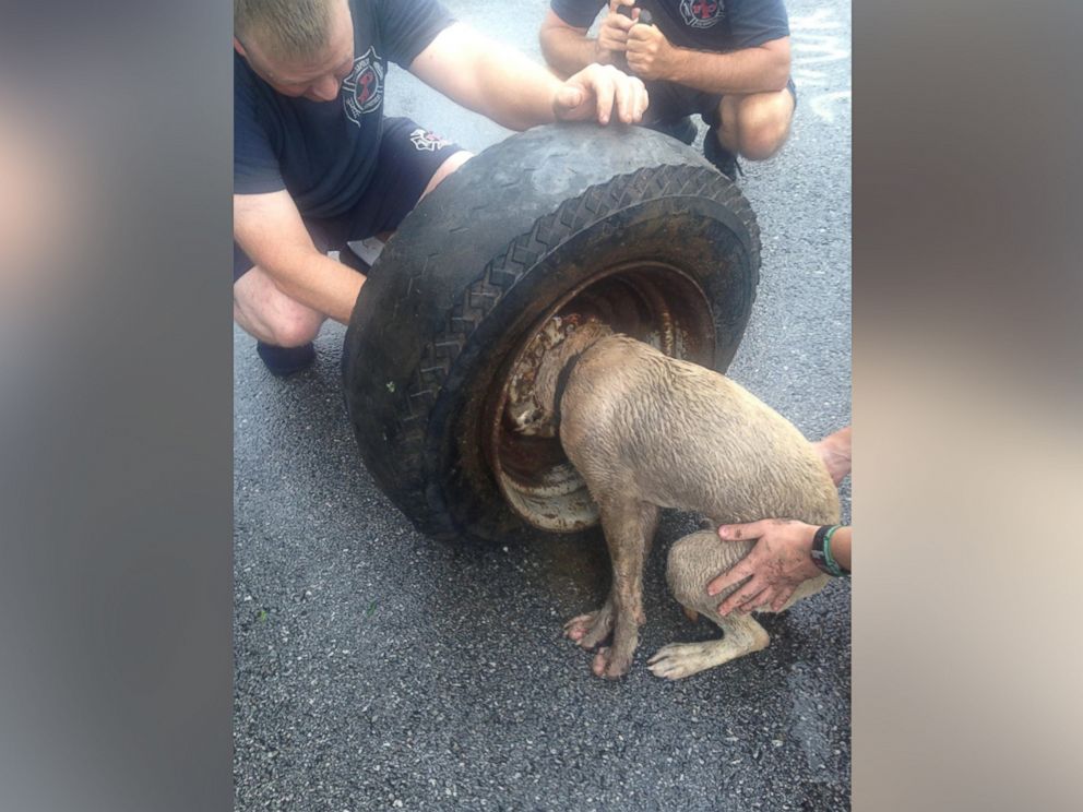 PHOTO: Indianapolis Fire Department posted this photo to Facebook. Indianapolis Firefighters from Stations 5 and 14 rescued a dog this evening after the animal got its head stuck in the rim of a tire, July 17, 2015.