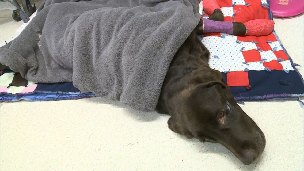 PHOTO: Bruno, a 7-year-old chocolate labrador, survived a month trapped in a well in the middle of fields near the town of Estevan in Canada's Saskatchewan province. 