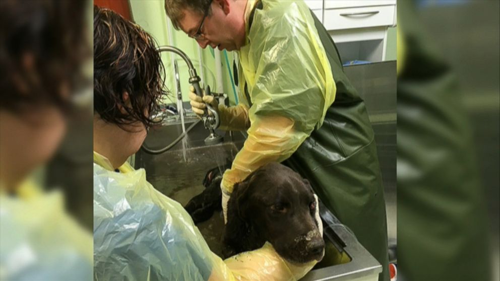 PHOTO: Bruno, a 7-year-old chocolate labrador, survived a month trapped in a well in the middle of fields near the town of Estevan in Canada's Saskatchewan province. 
