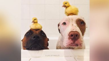 Rescue Dogs And Ducklings Are The Best Of Friends Abc News