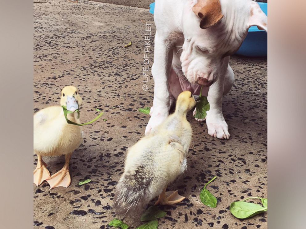PHOTO:Dogs Pikelet and Patty Cakes are best friends with ducklings Penguin and Popinjay. 