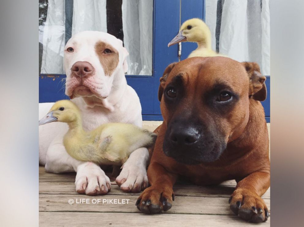 PHOTO:Dogs Pikelet and Patty Cakes are best friends with ducklings Penguin and Popinjay. 