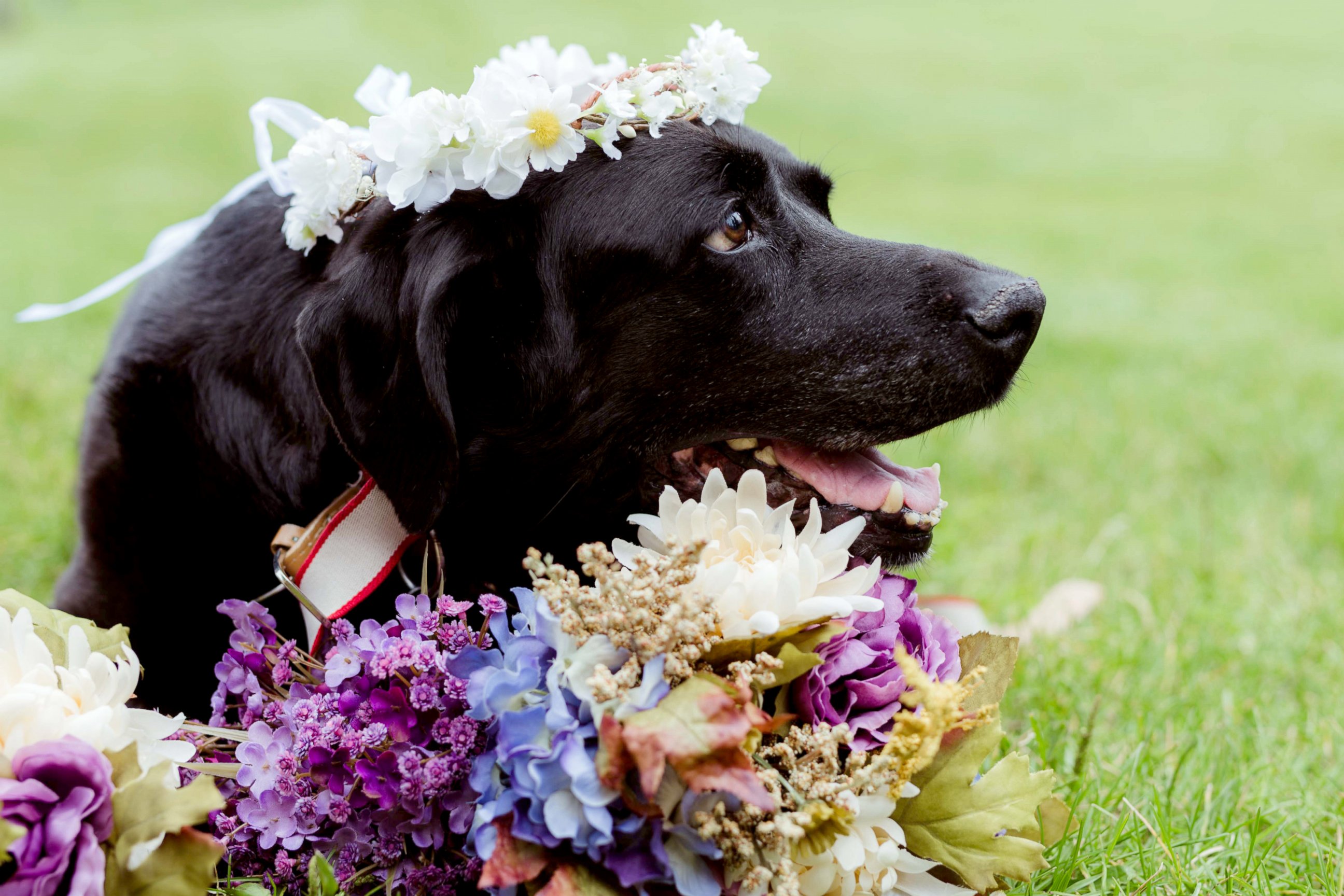 PHOTO: On Sept. 1, maid of honor Katie Lloyd carried Charlie Bear, 15, her sister's dying dog, down the aisle during her wedding in Buena Vista, Colorado. 